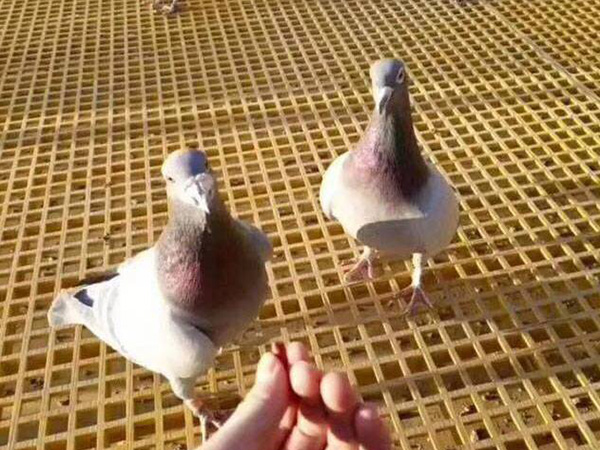 養殖格柵